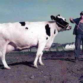 HD_Kuhfluesterer_1500px