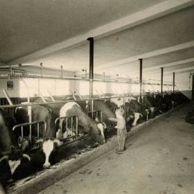 HD_als-Kind-im-Kuhstall_1500px